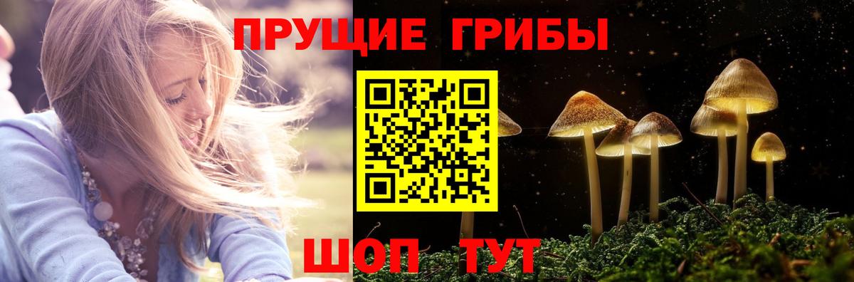 Псилоцибиновые грибы Cubensis Горячий Ключ